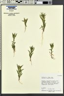 Collomia linearis image