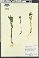 Collomia linearis image