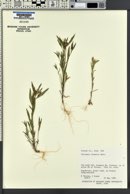 Collomia linearis image