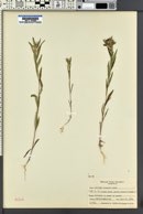 Collomia linearis image