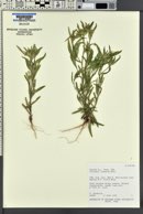 Collomia linearis image