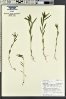 Collomia linearis image