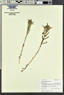 Collomia linearis image