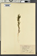 Collomia linearis image