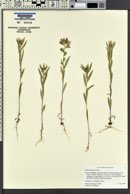 Collomia linearis image