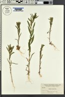 Collomia linearis image