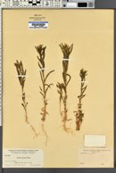 Collomia linearis image