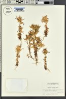 Collomia linearis image