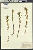 Collomia linearis image