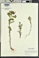 Collomia linearis image