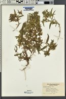 Collomia linearis image