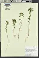 Collomia linearis image