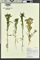 Collomia linearis image