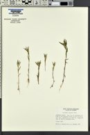 Collomia linearis image