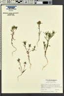 Collomia linearis image