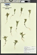 Collomia linearis image