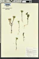 Collomia linearis image