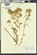 Collomia linearis image