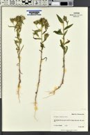 Collomia linearis image