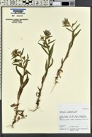 Collomia linearis image