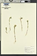 Collomia linearis image