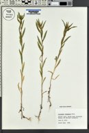 Collomia linearis image