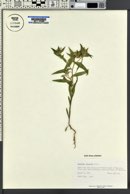 Collomia linearis image