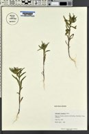 Collomia linearis image