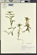 Collomia linearis image