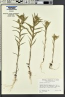 Collomia linearis image