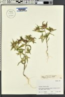 Collomia linearis image