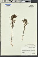 Collomia linearis image