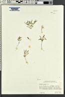 Collomia tenella image