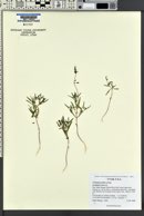 Collomia tenella image