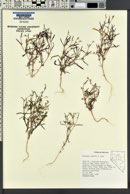 Collomia tenella image