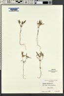 Collomia tinctoria image