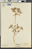 Collomia tinctoria image