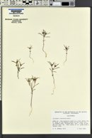 Collomia tinctoria image