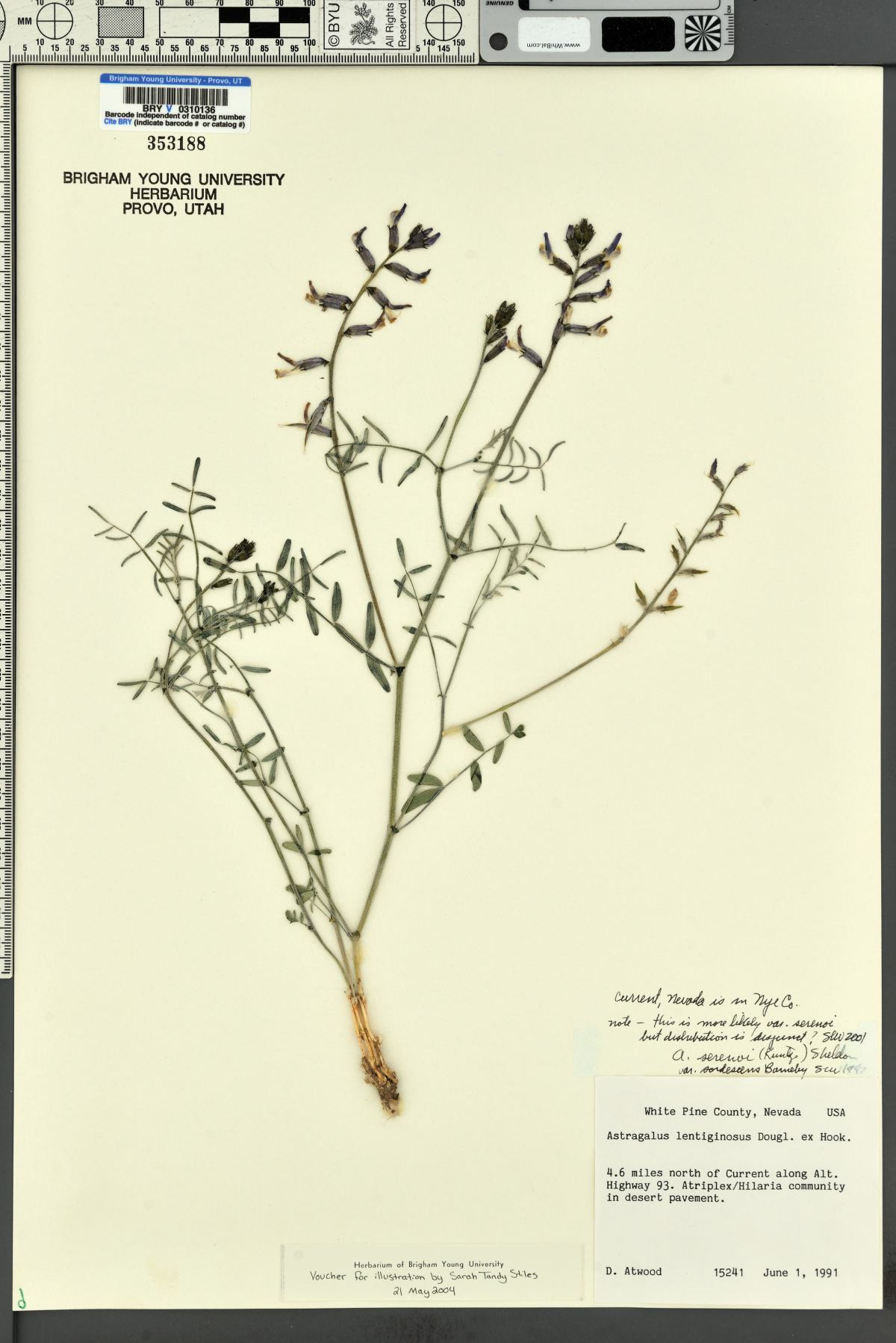 Astragalus serenoi var. sordescens image