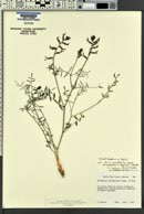 Astragalus serenoi image