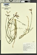 Astragalus serenoi image