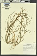 Astragalus serenoi var. serenoi image