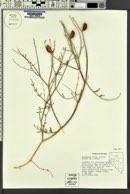 Astragalus serenoi image