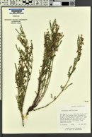 Astragalus multiflorus image