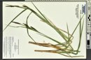 Carex nebrascensis image