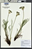 Lomatium graveolens image