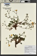 Potentilla ovina image