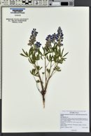 Lupinus argenteus subsp. rubricaulis image