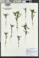 Collomia linearis image