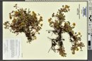 Eriogonum umbellatum var. porteri image